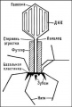 Бактериофаги 6 (БСЭ).jpg