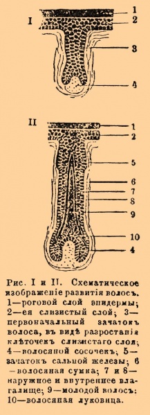 Файл:Волос b13 098-1.jpg