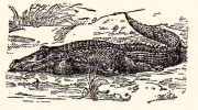 Аллигатор.jpg