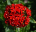 Lychnis chalcedonica D.jpg