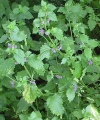 Ballota nigra.jpg