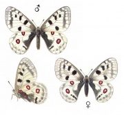 Apollo butterfly.jpg