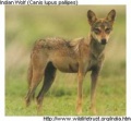 Индийский волк.jpg
