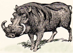 Бородавочник (МСЭ).jpg